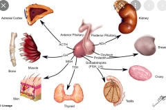 tumor-adenoma-de-hipofise-tratamentos